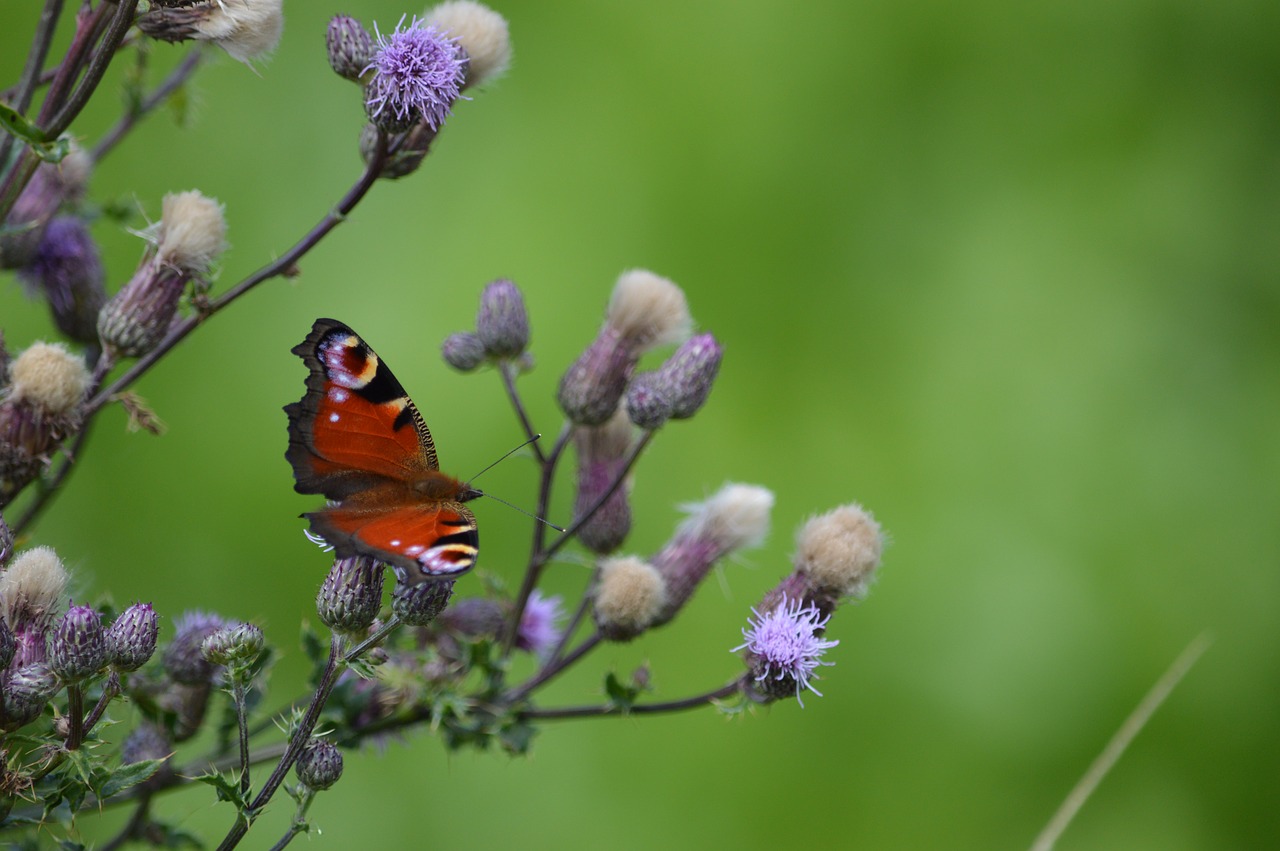 butterfly  nature  landscape free photo