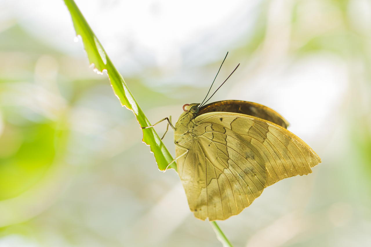 butterfly  nature  insect free photo