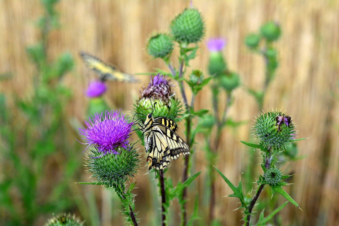 butterfly  dovetail  papilio free photo