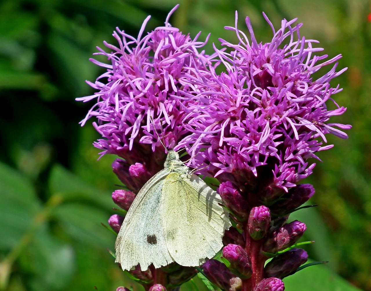 butterfly  insect  flower free photo