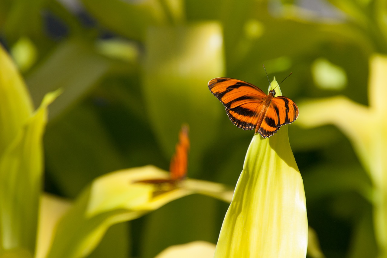 butterfly  plant  garden free photo