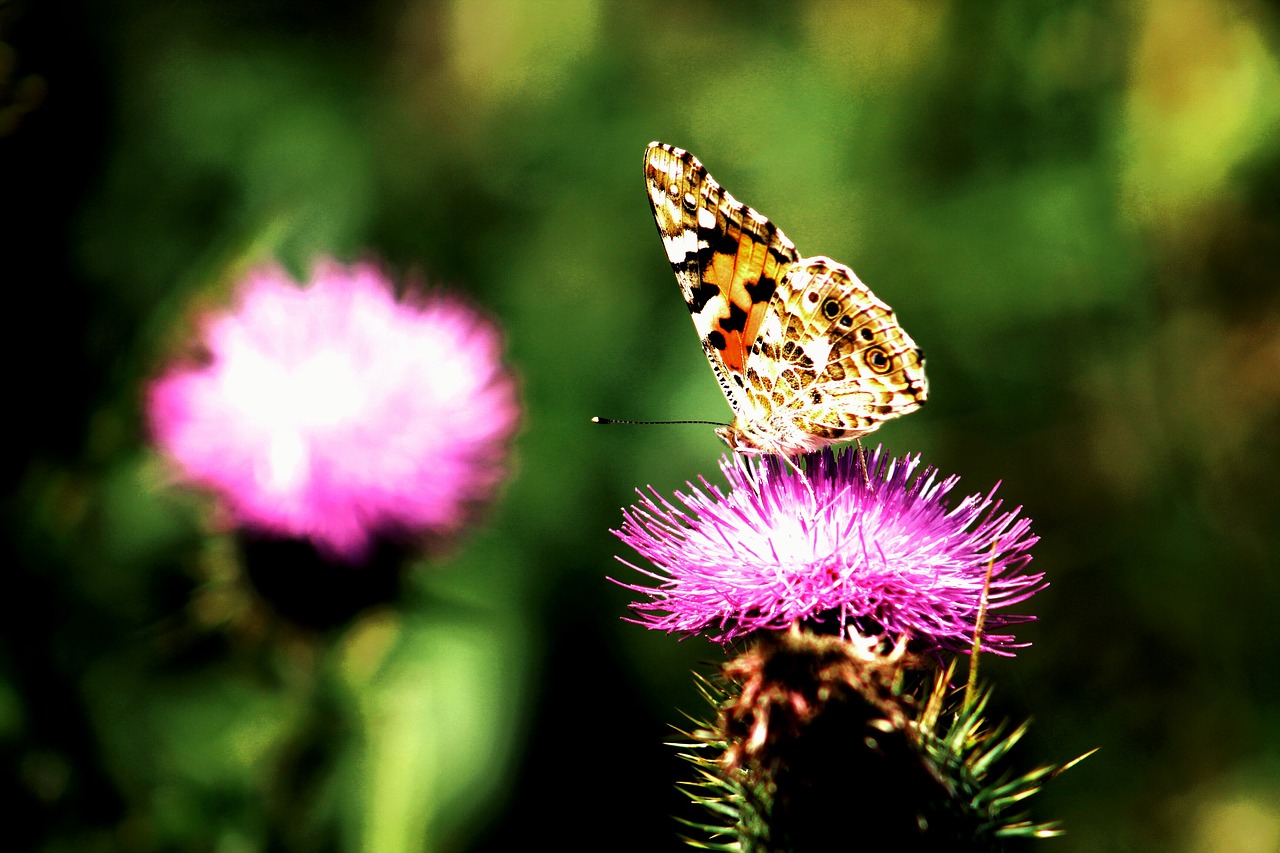 butterfly  butterflies  wings free photo