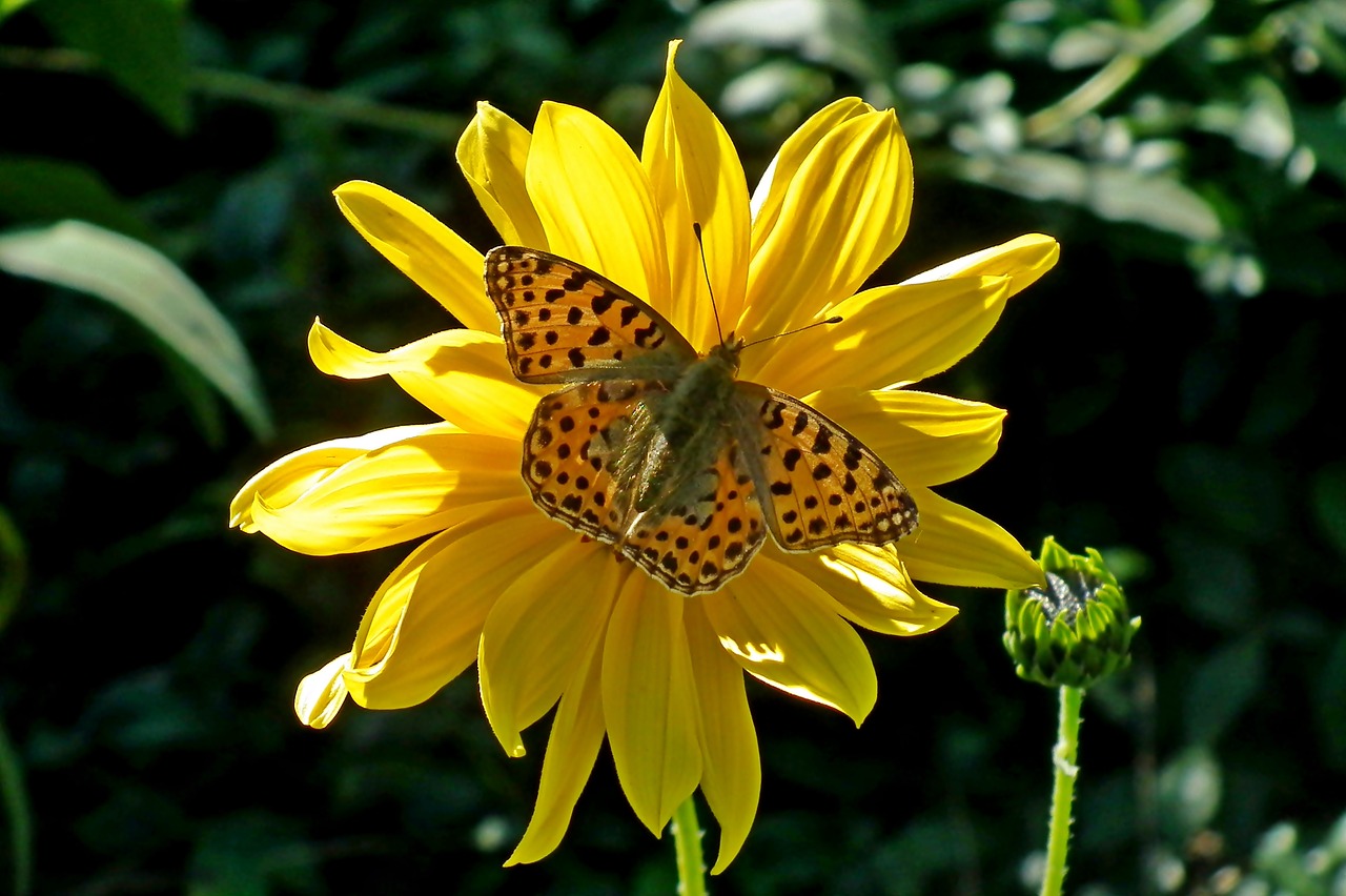 butterfly  insect  flower free photo