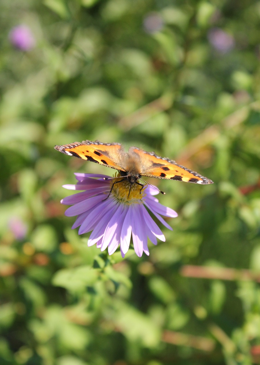 butterfly  blossom  bloom free photo