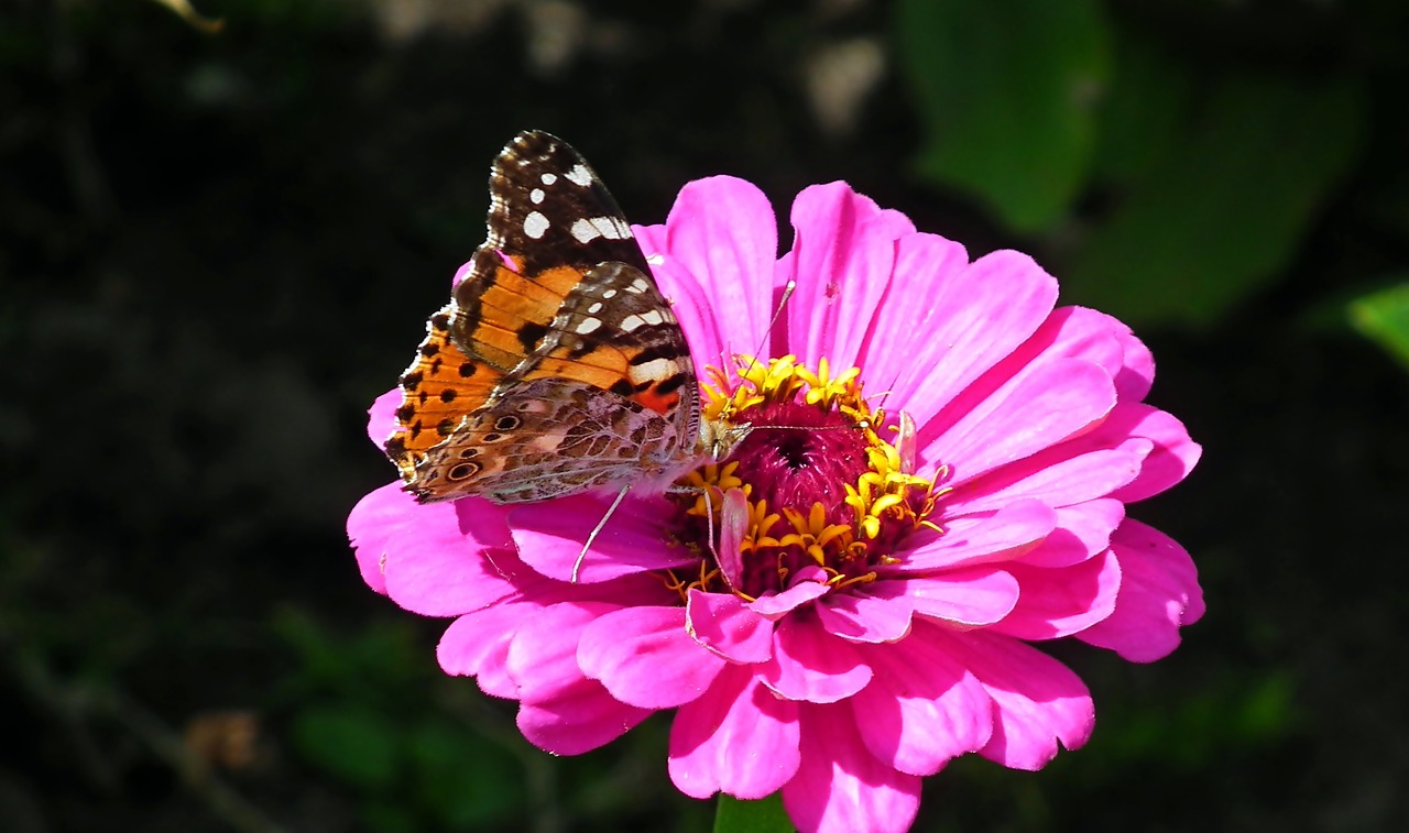 butterfly  insect  flower free photo