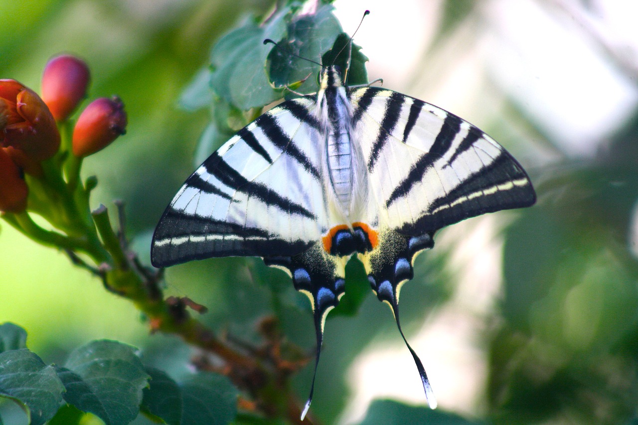 butterfly  flower  insect free photo