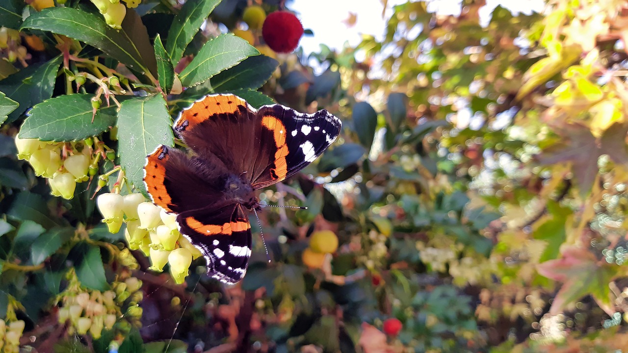 butterfly  insect  nature free photo