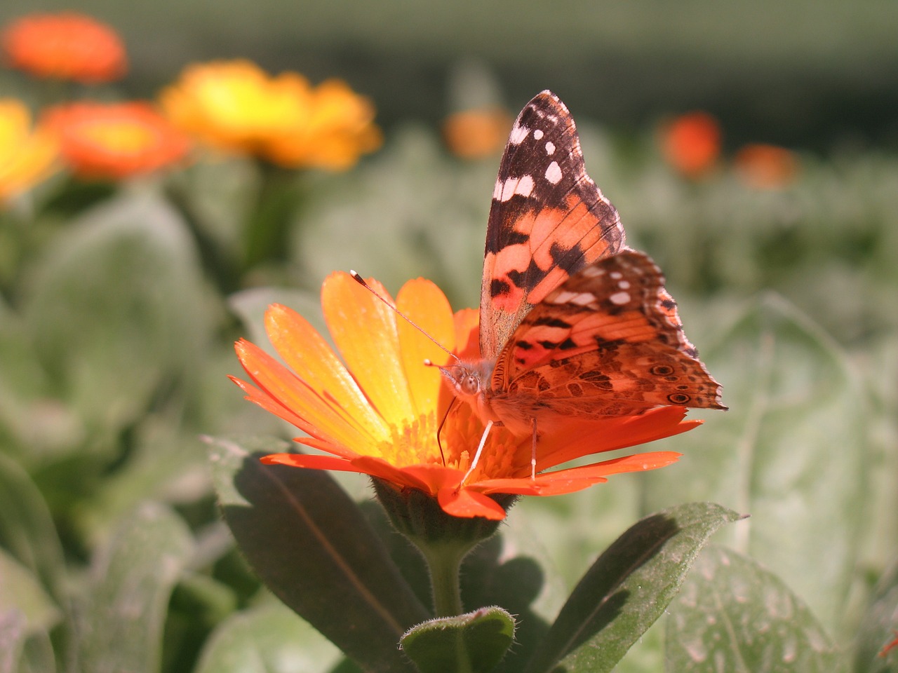 butterfly flower spring free photo