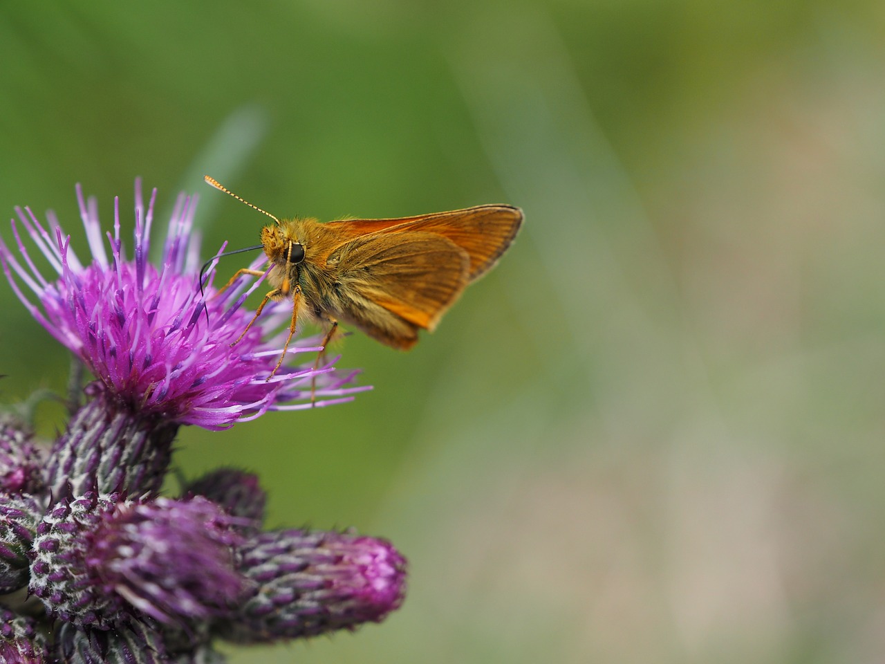 butterfly thistle green free photo