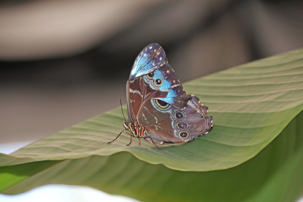 butterfly  leaf  insect free photo