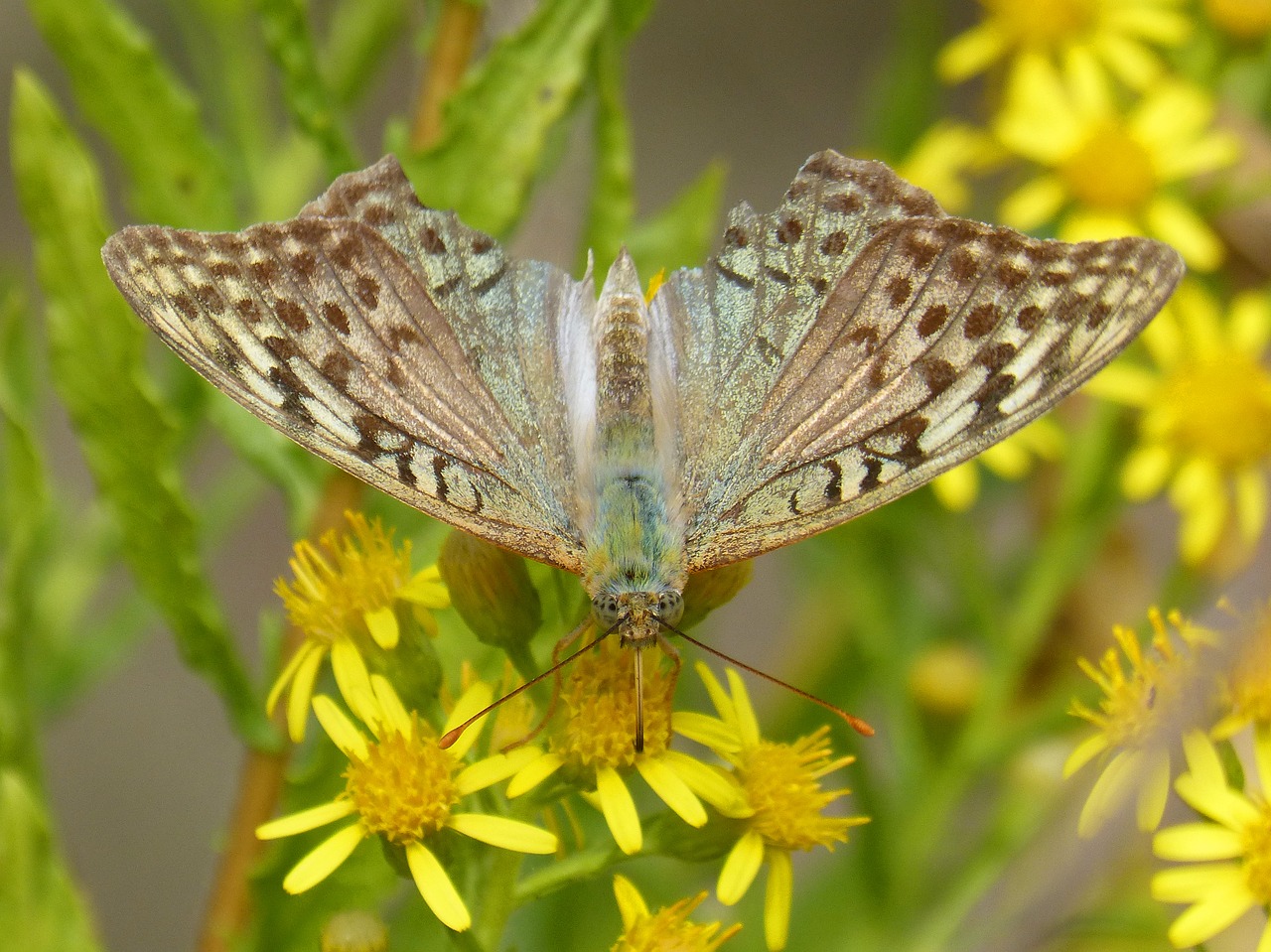 butterfly  yellow flower  libar free photo