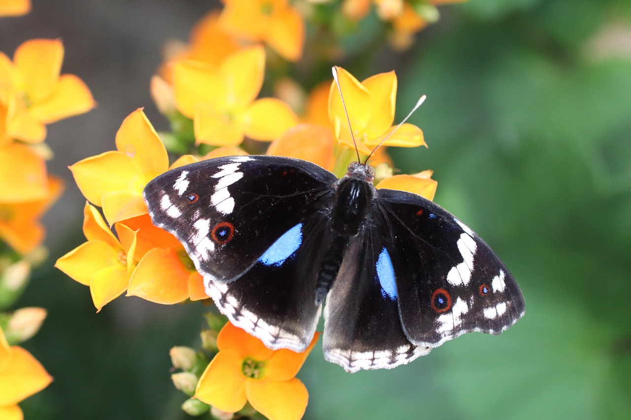 butterfly  flower  nature free photo