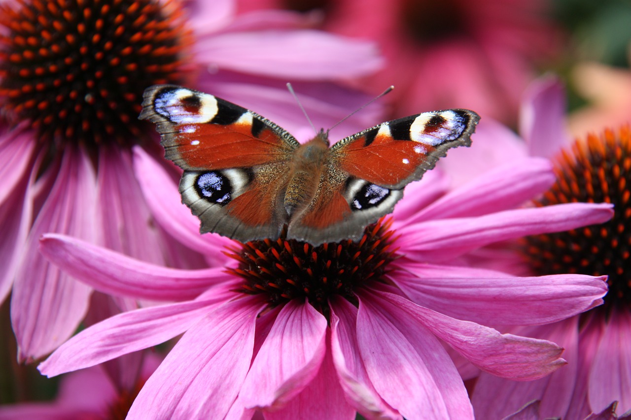 butterfly  pink  flowers free photo