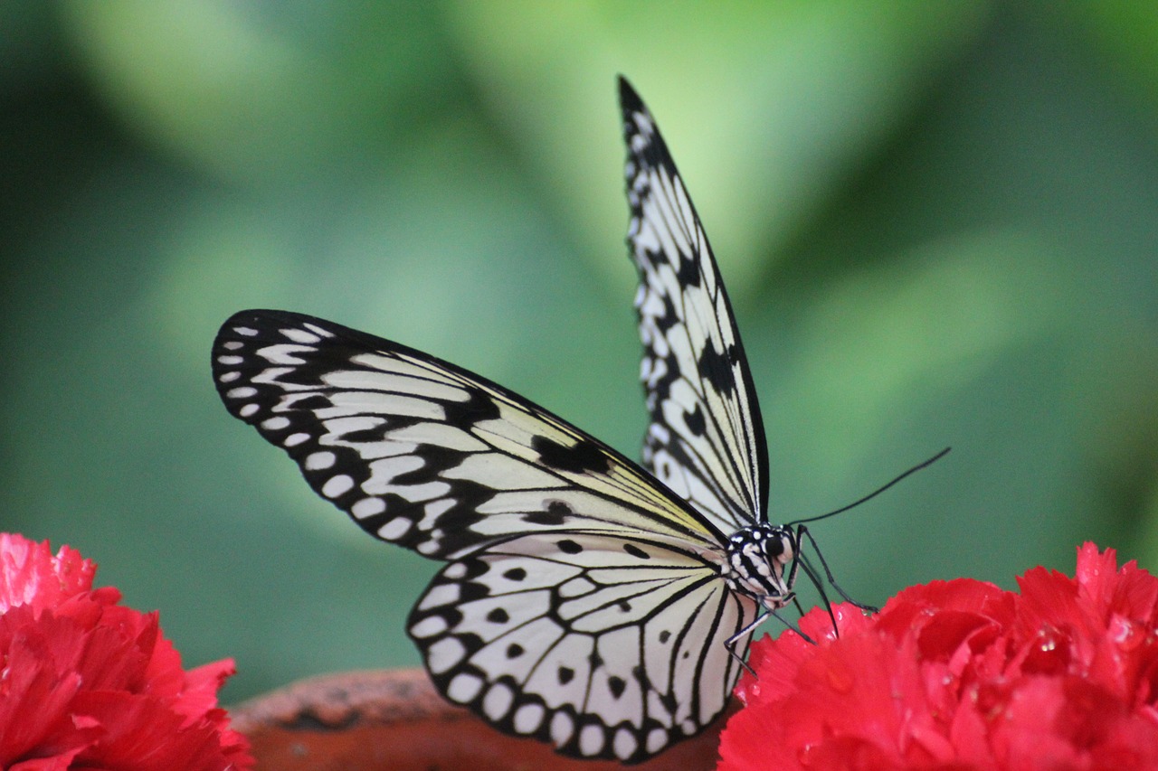 butterfly  the butterfly house  john village free photo