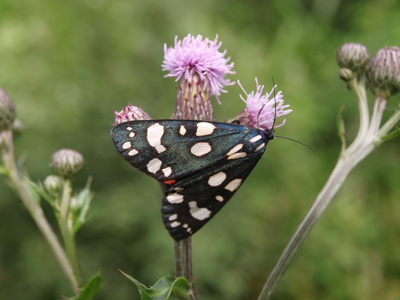 butterfly  insect  nature free photo