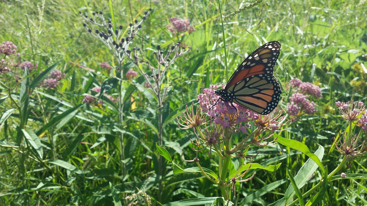 butterfly  milkweed  flour free photo