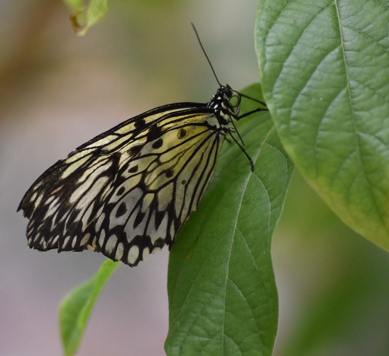 butterfly  nature  insects free photo