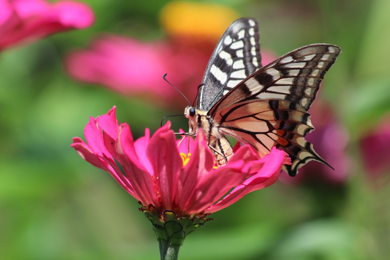 butterfly  swallowtail  insect free photo