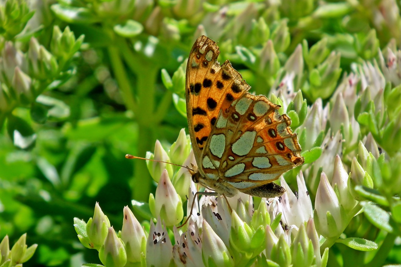 butterfly  insect  flower free photo