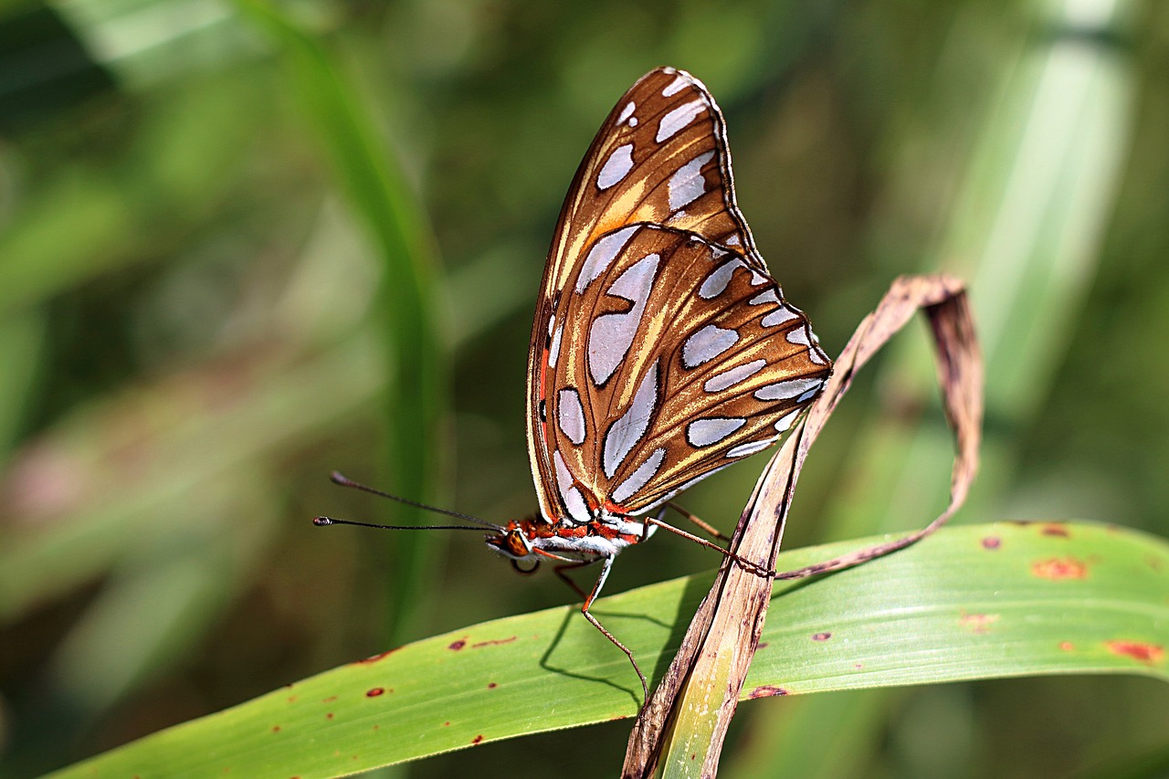 butterfly  insect  nature free photo