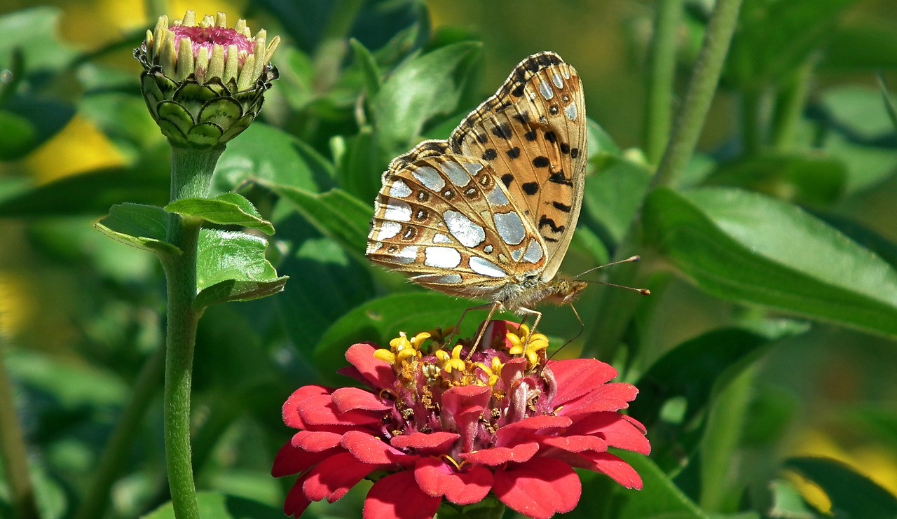 butterfly  insect  flower free photo