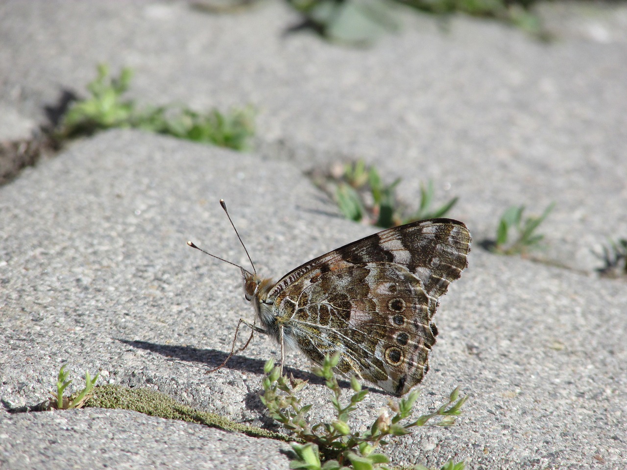 butterfly  wing  animal free photo