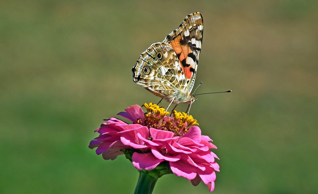 butterfly  insect  flower free photo