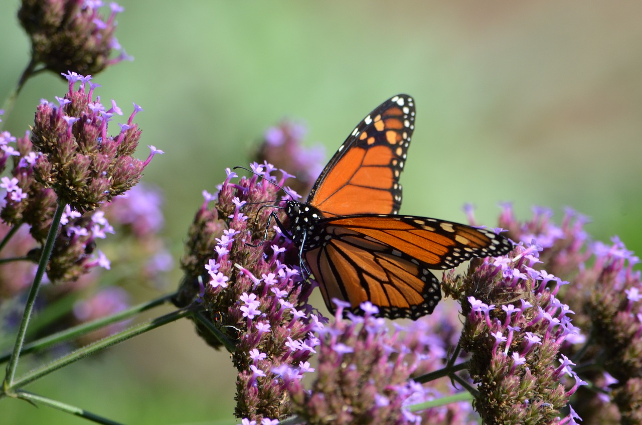 butterfly  monarch  insect free photo