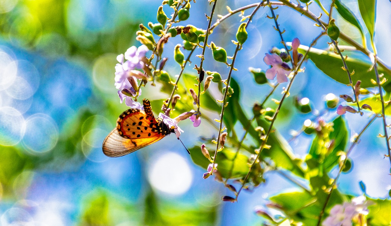 butterfly  tree  flowers free photo