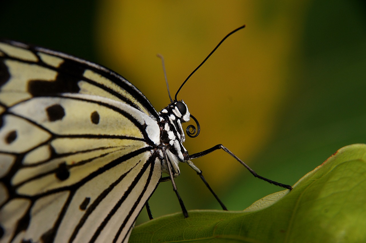 butterfly  paper kite  macro free photo