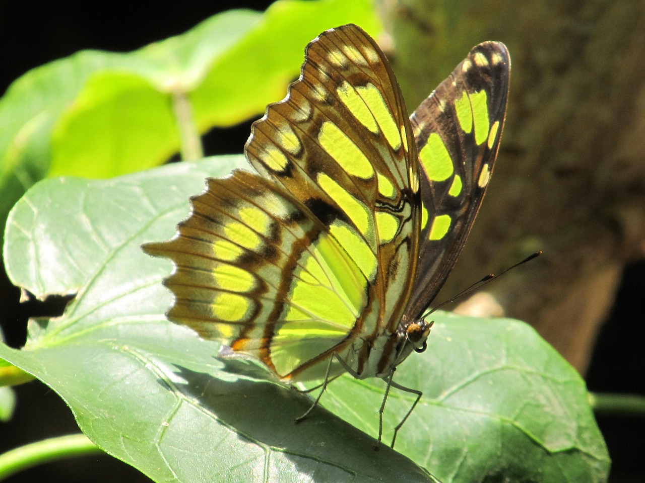 butterfly  colorful  macro free photo