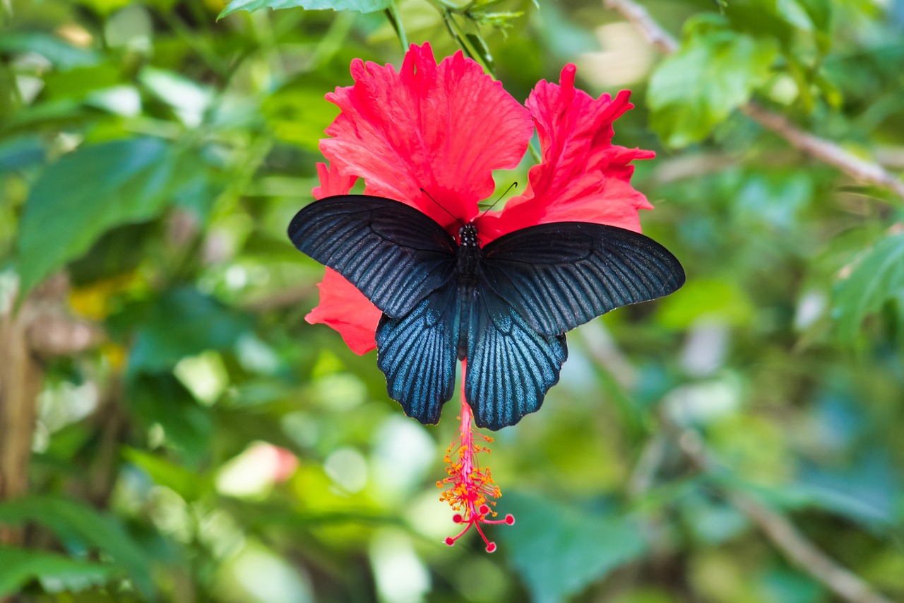 butterfly  black  thailand free photo