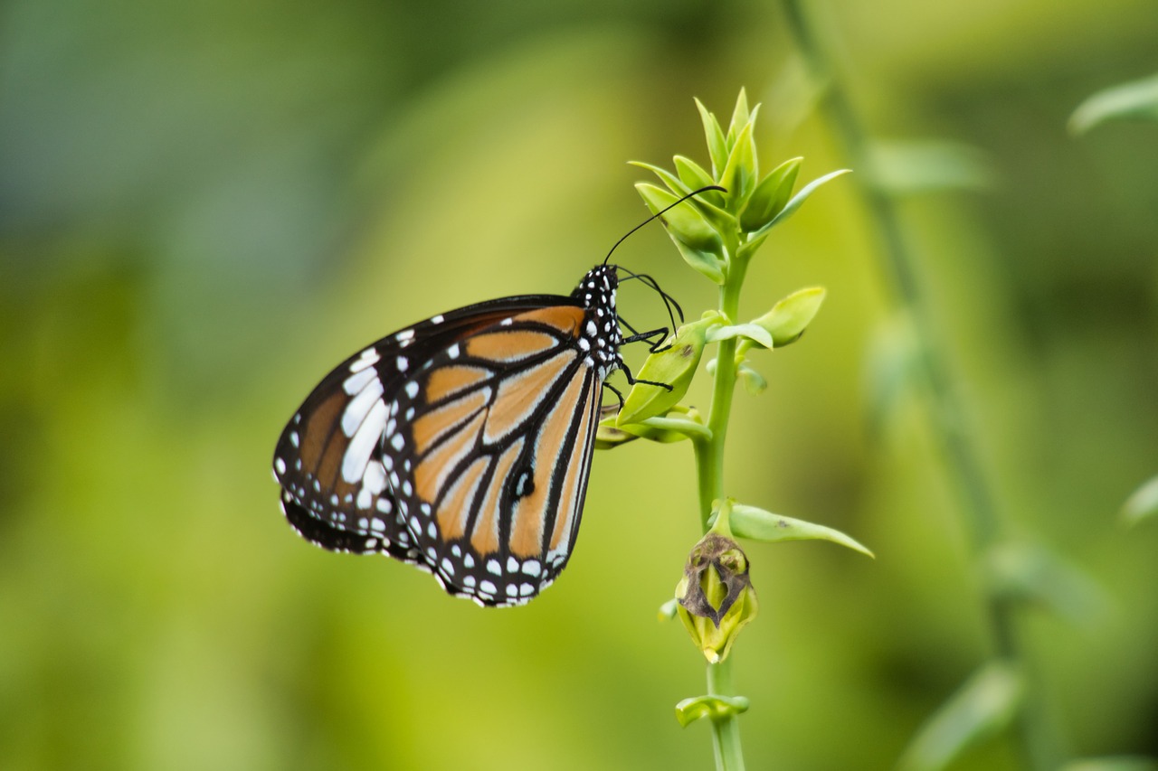 butterfly  thailand  striped tiger free photo