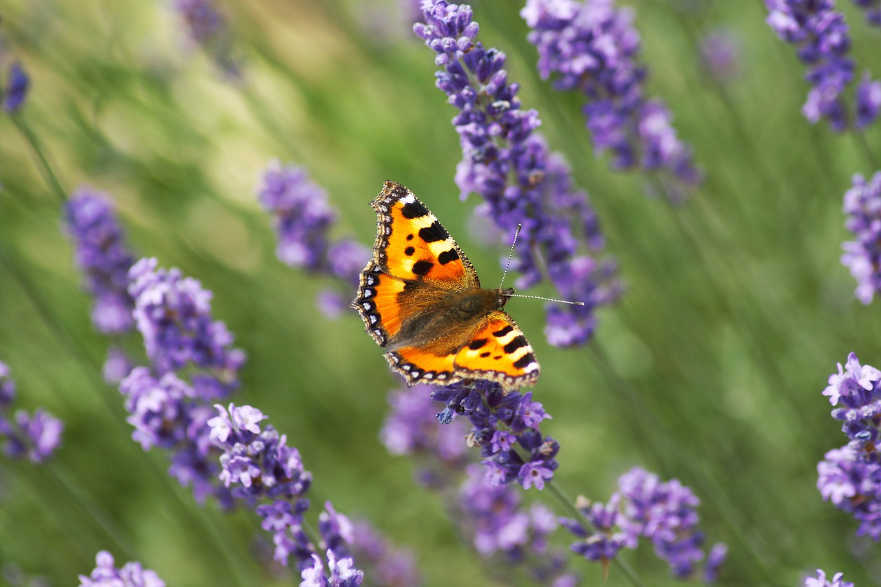butterfly  fuchs  lavender free photo