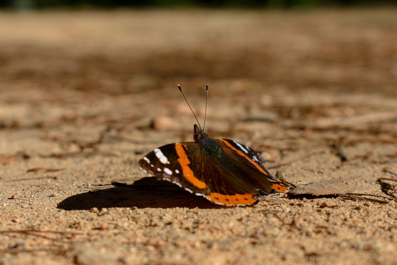 butterfly  formentera  orange free photo