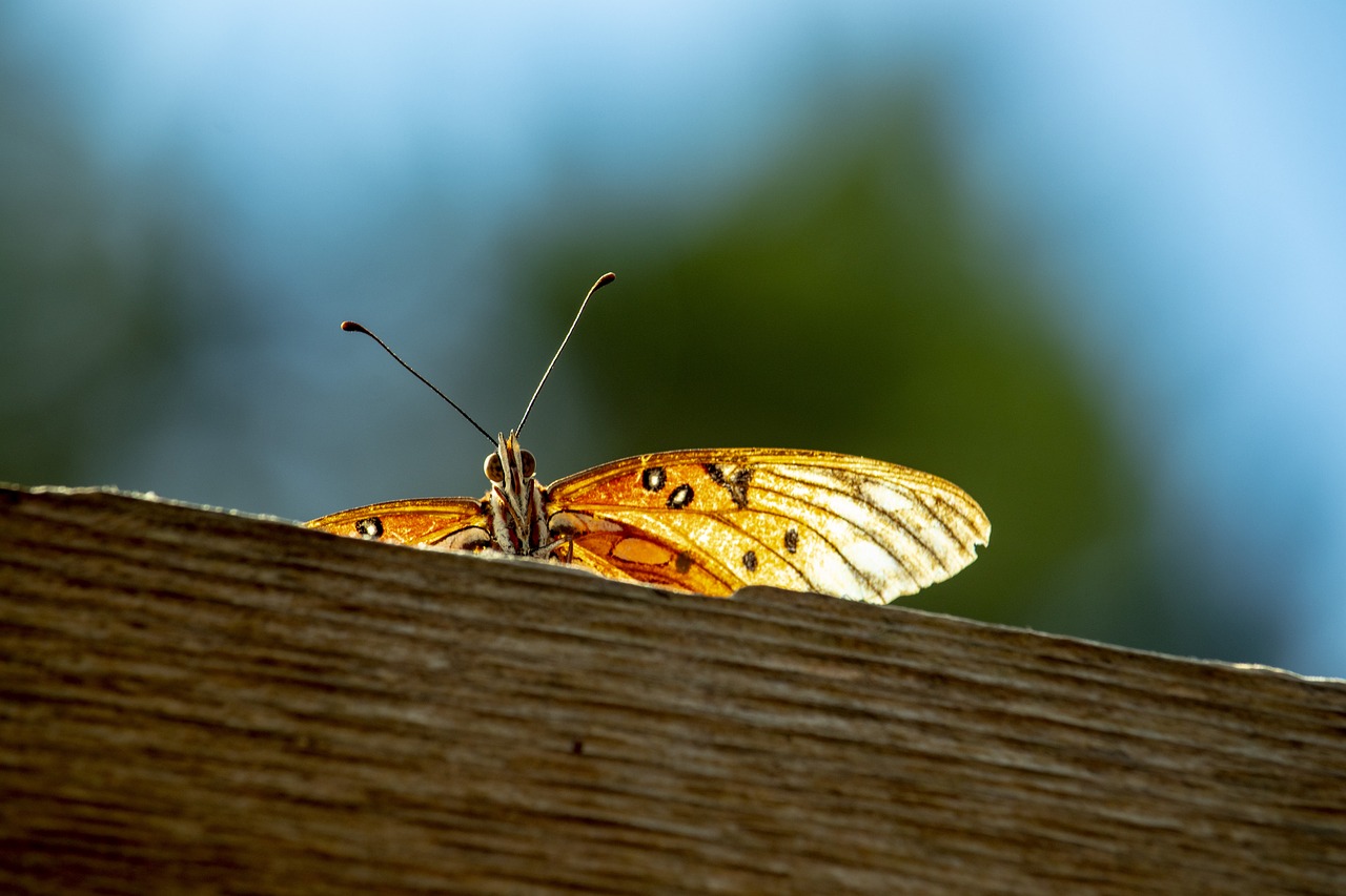 butterfly  fence  orange free photo