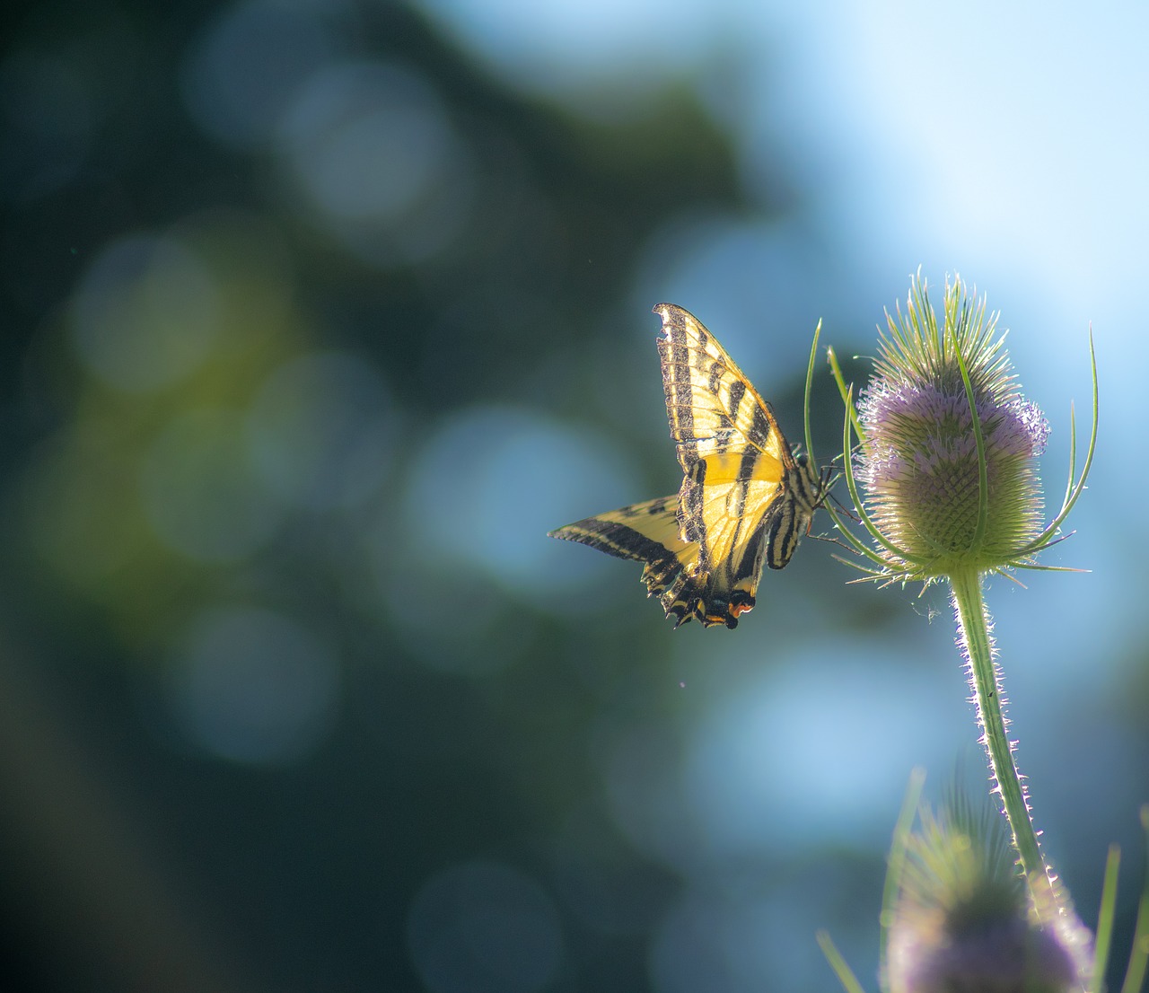 butterfly  summer  thistle free photo