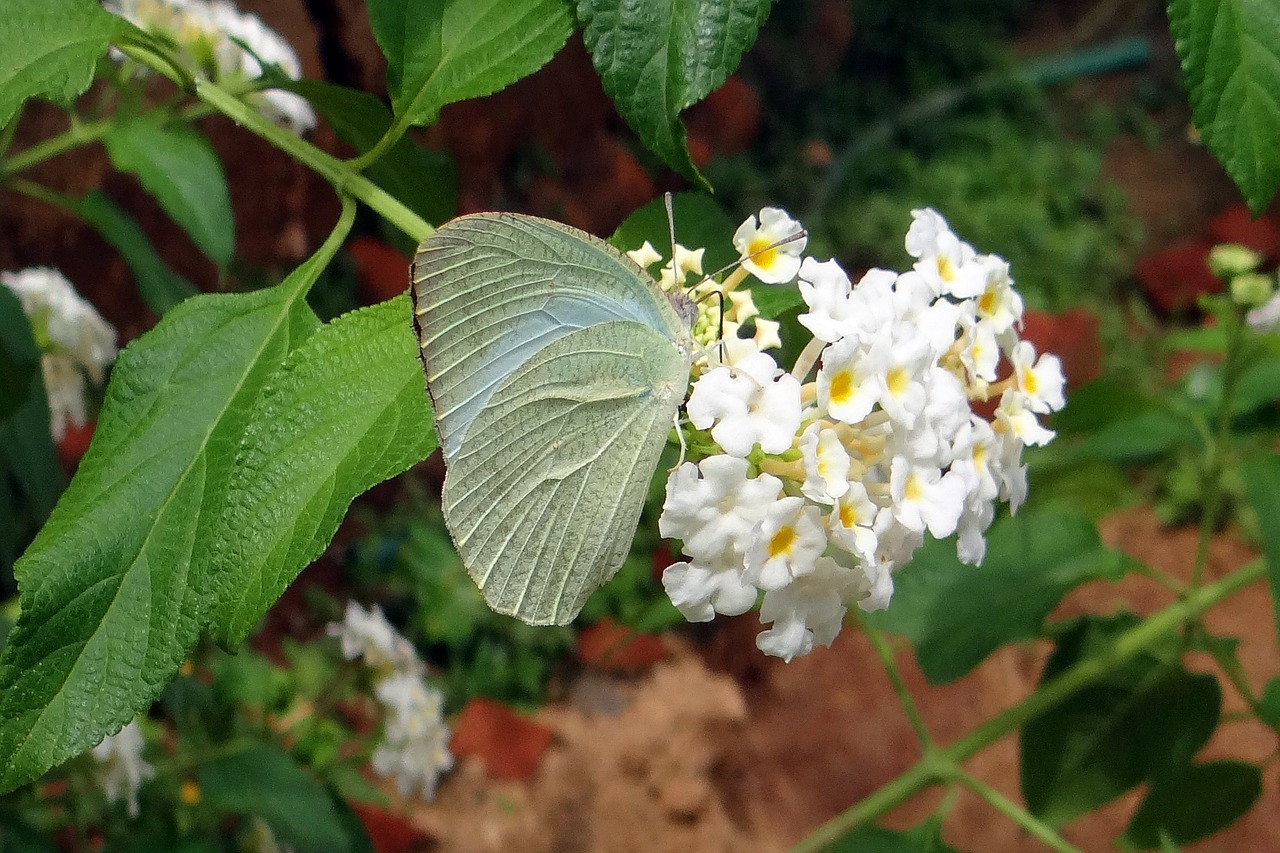 butterfly common emigrant catopsilia pomona free photo