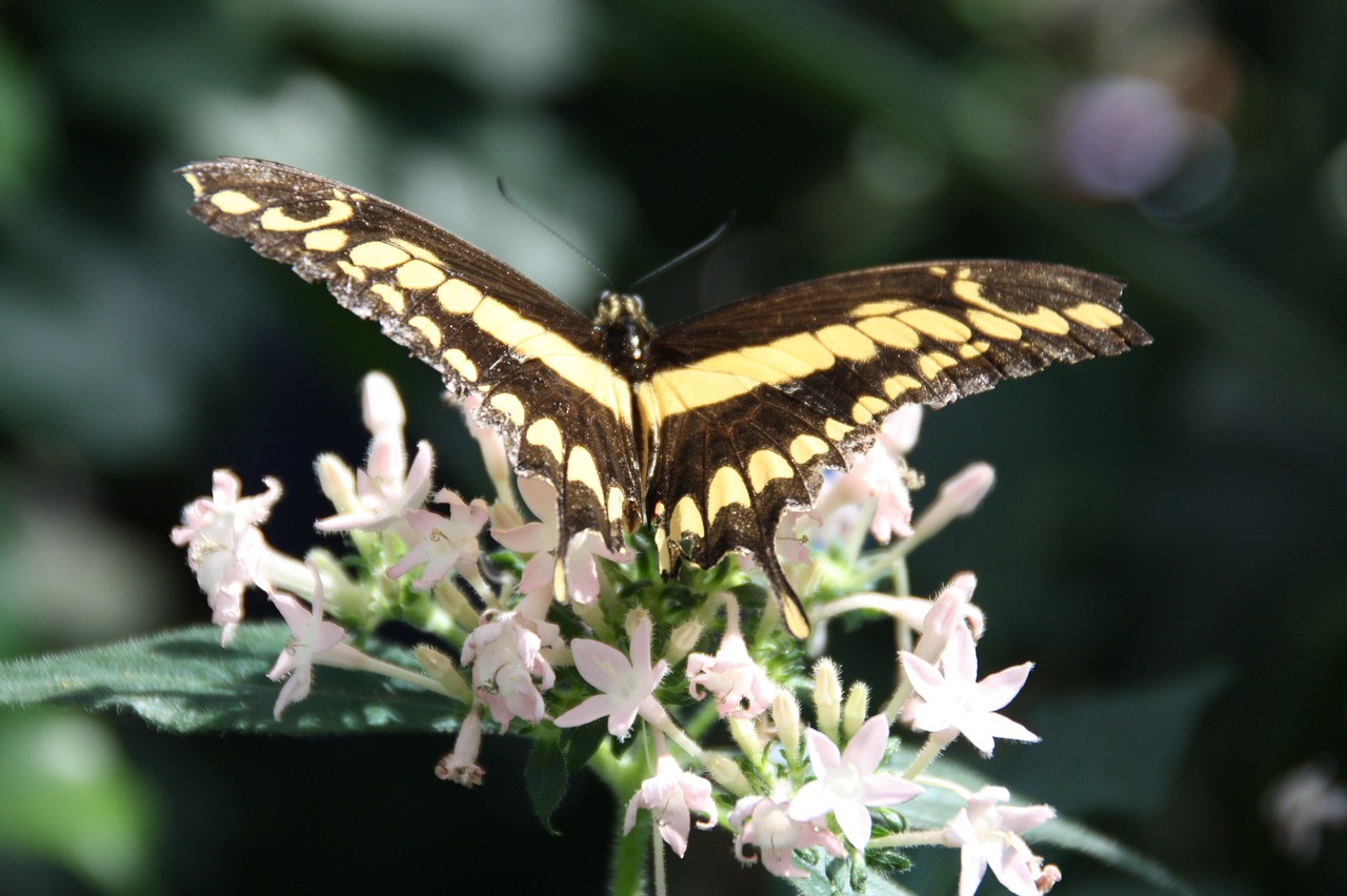 butterfly  nature  insect free photo