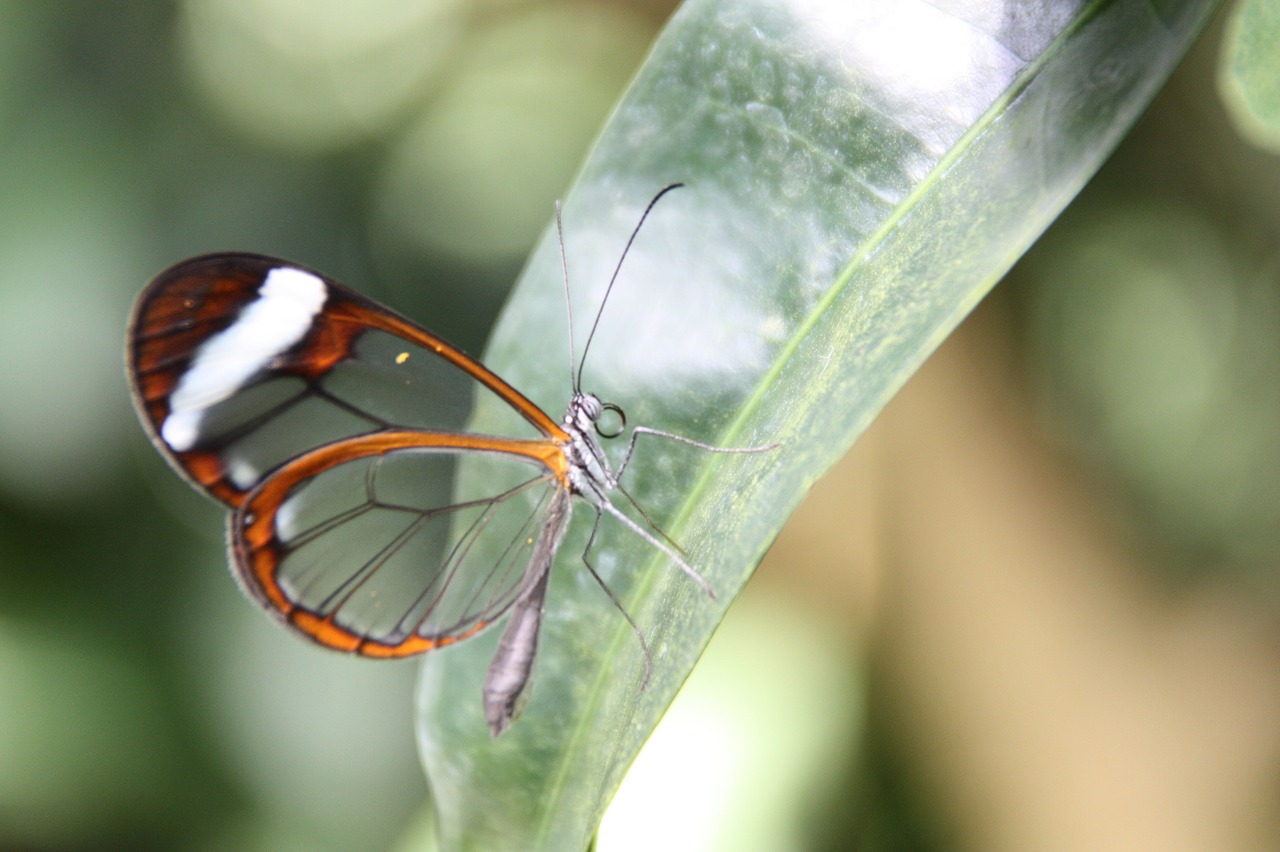 butterfly  nature  insect free photo