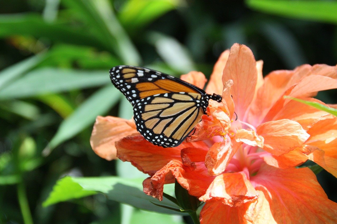 butterfly  nature  insect free photo