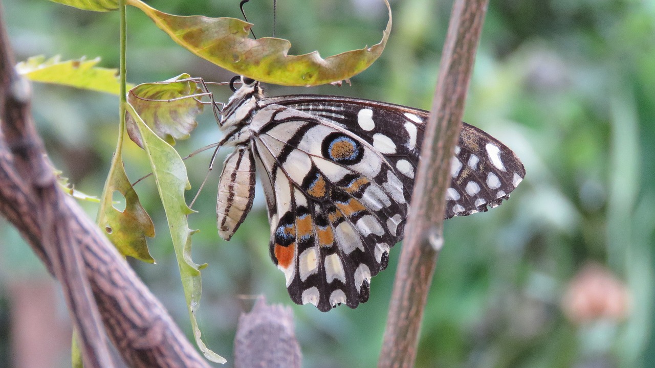 butterfly  insect  wing free photo