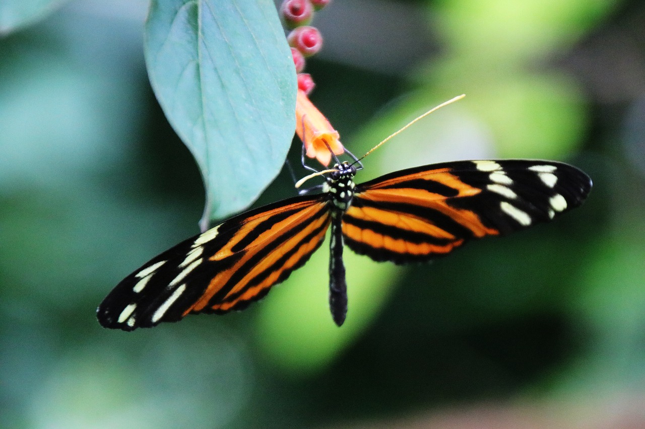 butterfly  close up  animal free photo