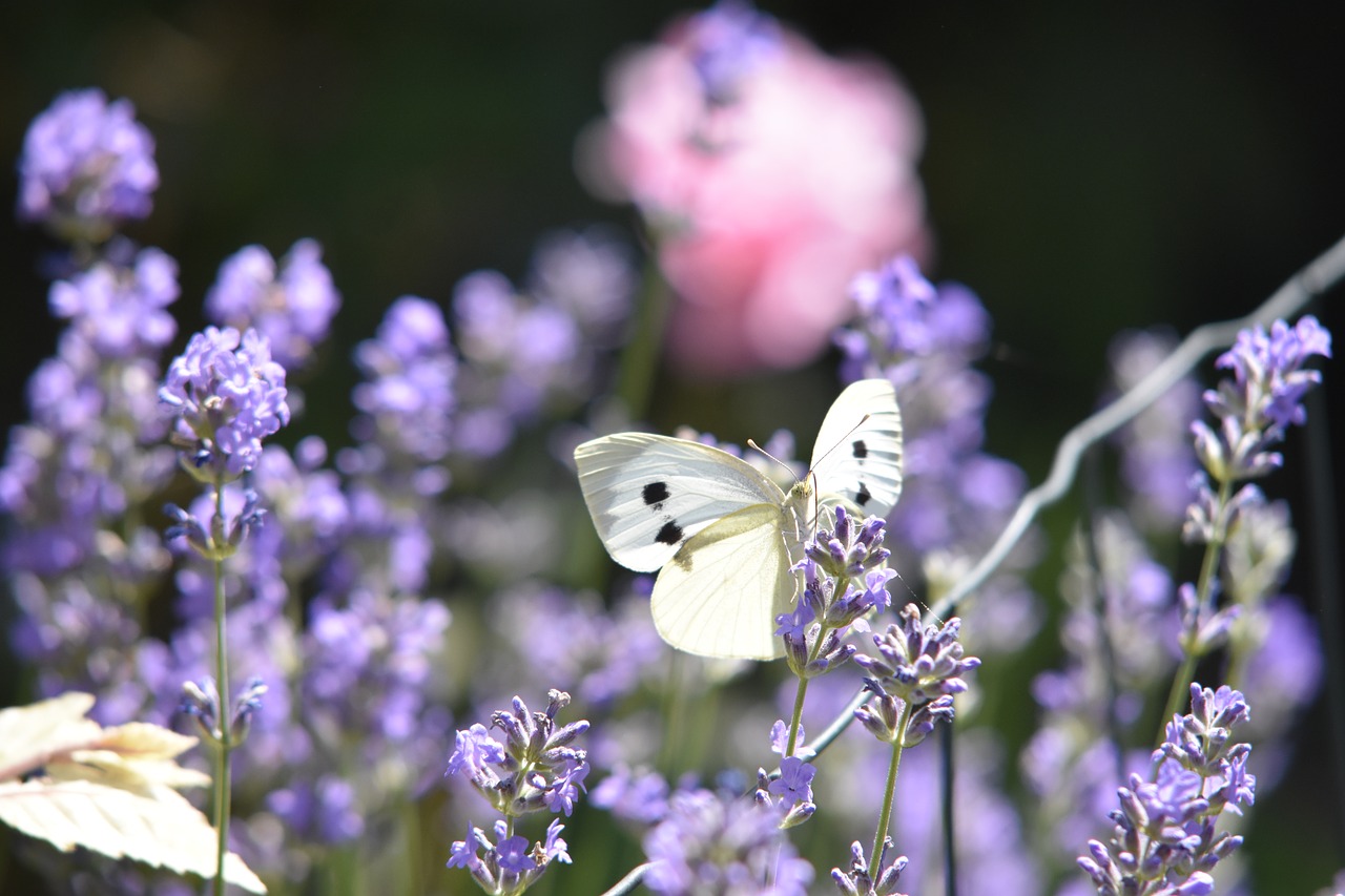 butterfly  flowers  insect free photo