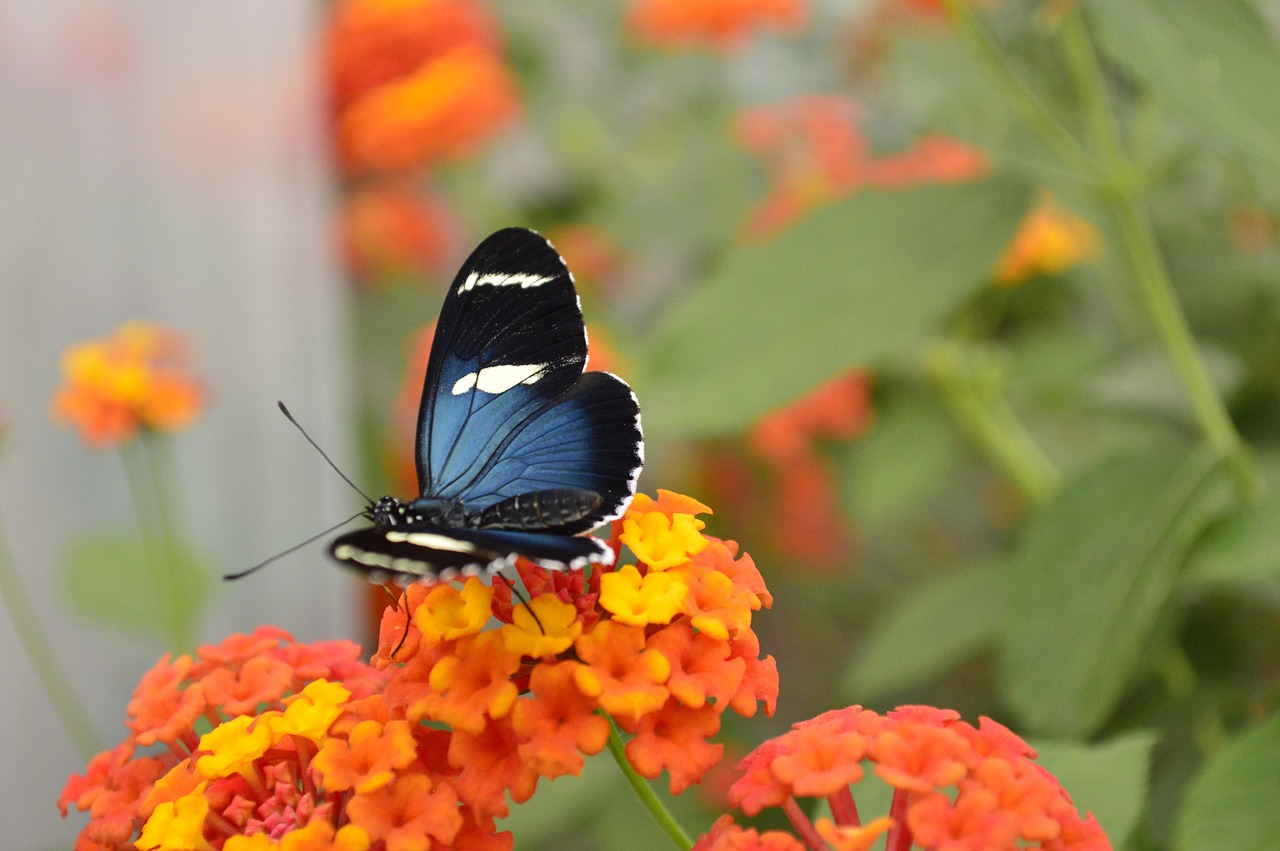 butterfly  nature  insects free photo