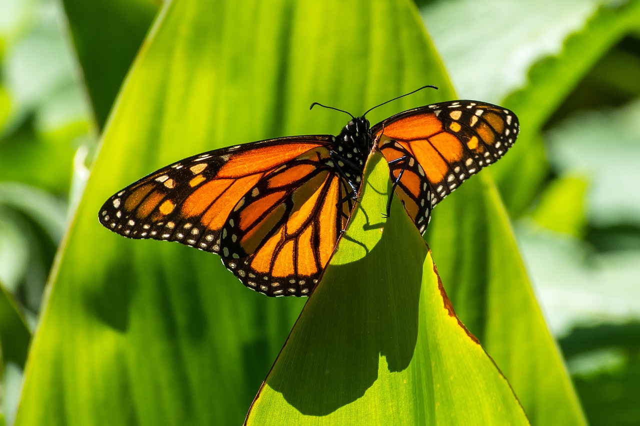 butterfly  nature  insect free photo