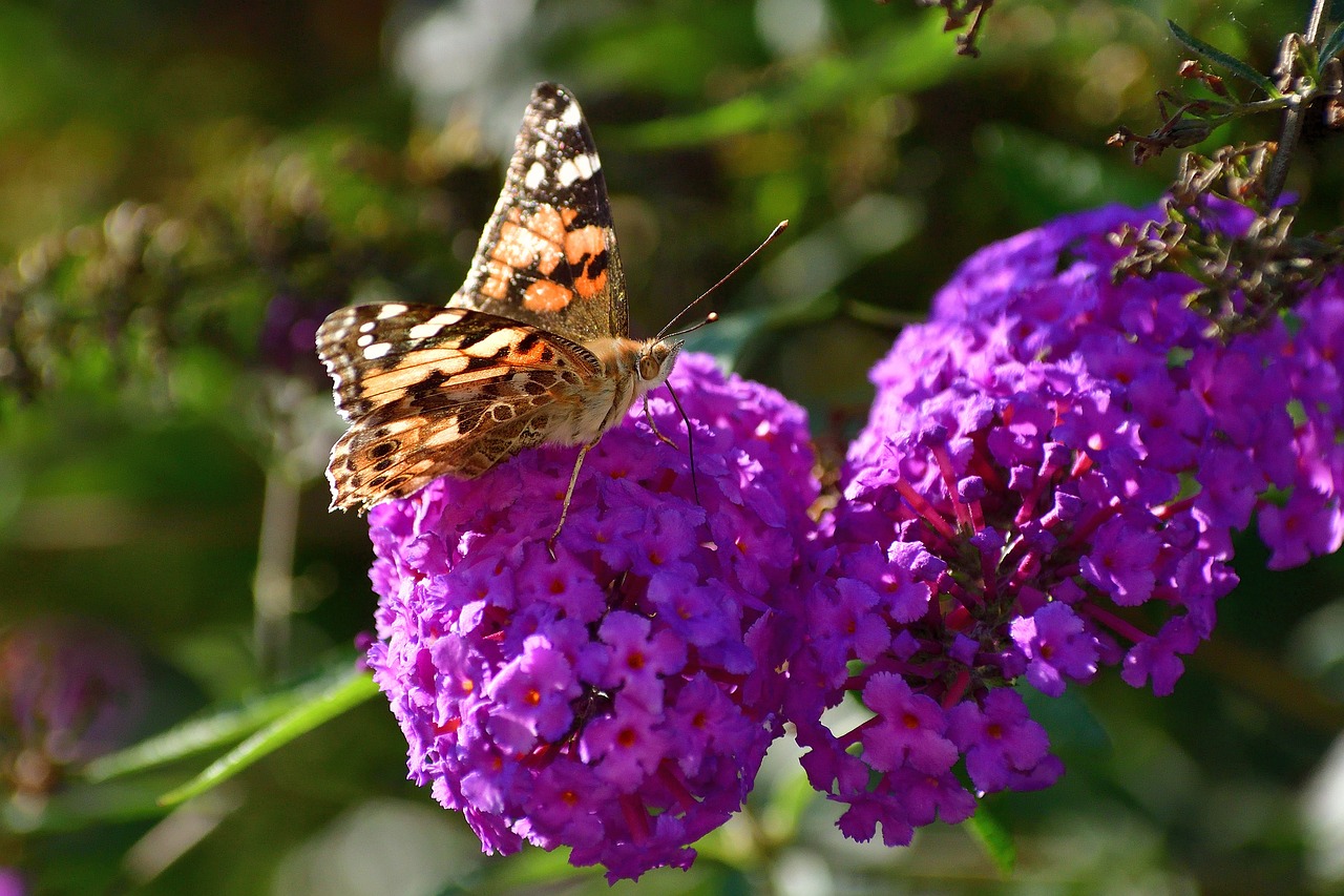 butterfly  nature  insect free photo