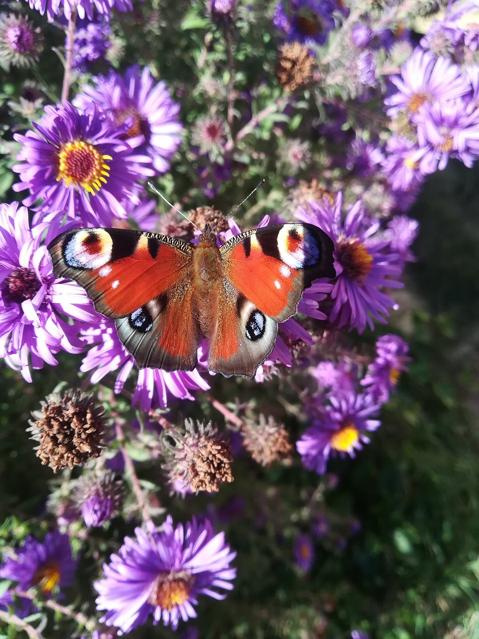 butterfly  flower  nature free photo