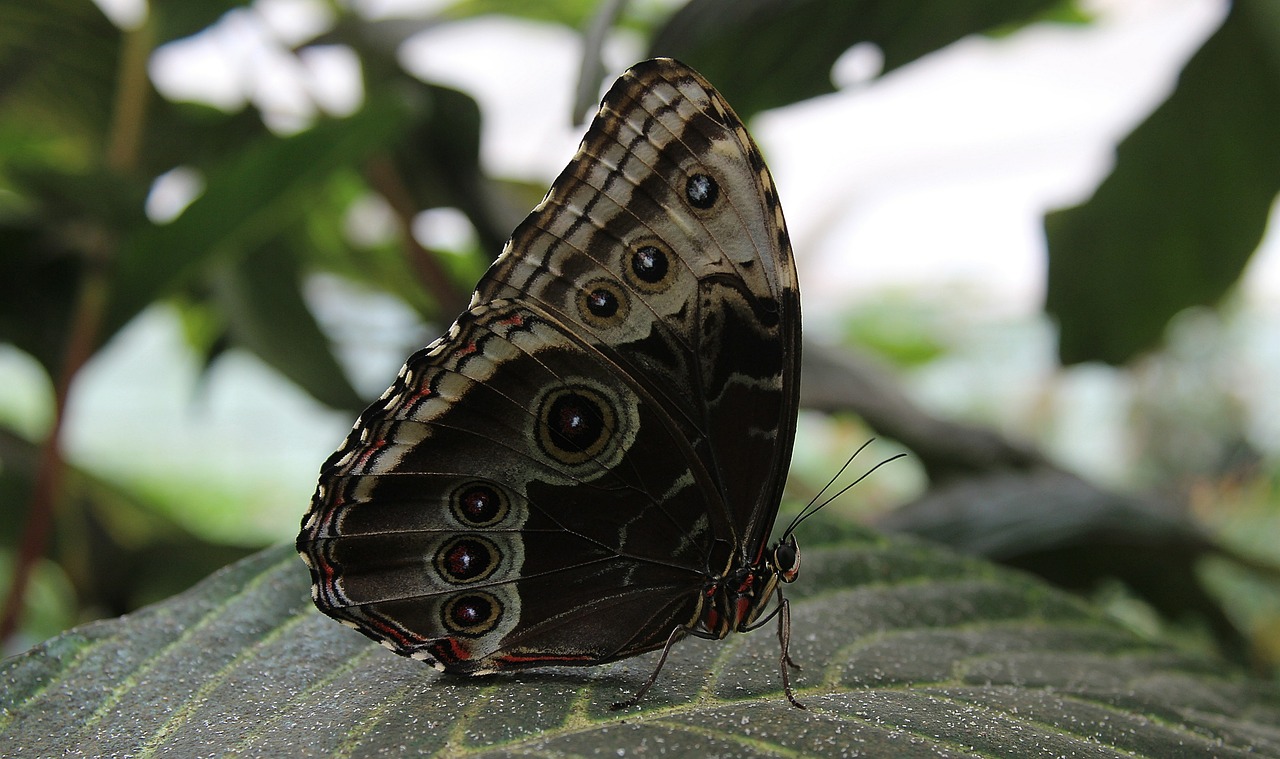 butterfly insect wing free photo