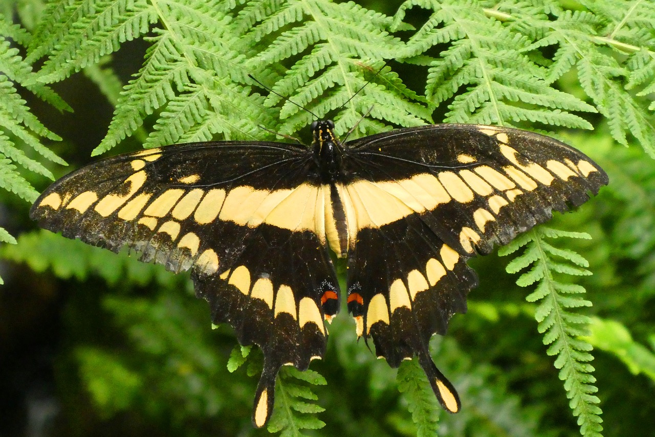 butterfly  butterfly garden  fauna free photo